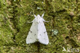 The Miller (Acronicta leporina)