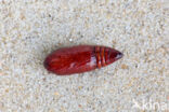 Gekraagde grasuil (Mythimna ferrago)