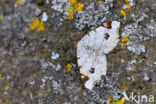 Peacock Moth (Semiothisa notata)