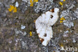 Peacock Moth (Semiothisa notata)