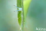 Purple Emperor (Apatura iris)