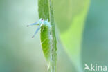 Purple Emperor (Apatura iris)