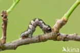 Dark Umber (Philereme transversata)
