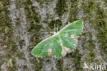 Blotched Emerald (Comibaena bajularia)