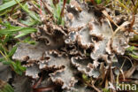 dog-lichen (Peltigera canina)