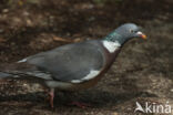 Wood Pigeon