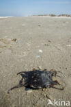 Thornback Skate (Raja clavata)