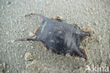 Thornback Skate (Raja clavata)