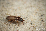 Cillenus lateralis