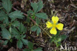Trailing Tormentil (Potentilla anglica)