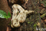 Afgodslang (Boa constrictor)