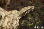 Afgodslang (Boa constrictor)