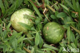 Bottle-gourd (Lagenaria siceraria)