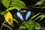 Common Morpho (Morpho achilles)