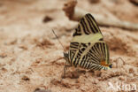 New Beauty (Colobura annulata)