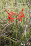 Orchidee (Epidendrum sp.)