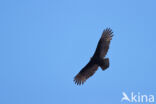 Turkey vulture (Cathartes aura)