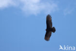 Turkey vulture (Cathartes aura)