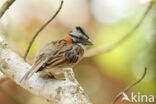 Rufous-collared Sparrow (Zonotrichia capensis)
