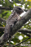 Great Potoo (Nyctibius grandis)