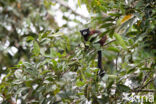 Saguinus leucogenys
