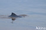 Estuarine Dolphin