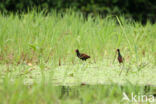 Wattled Jacana (Jacana jacana)