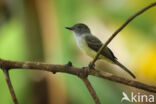 Short-crested Flycatcher (Myiarchus ferox)