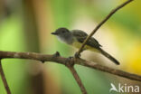 Short-crested Flycatcher (Myiarchus ferox)
