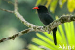 Black-fronted Nunbird (Monasa nigrifrons)