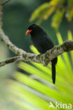 Black-fronted Nunbird (Monasa nigrifrons)