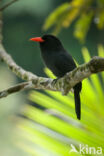 Black-fronted Nunbird (Monasa nigrifrons)