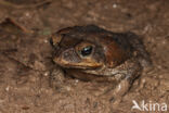 Cane Toad