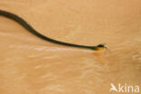 Amazonian Whipsnake (Chironius exoletus)