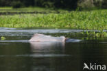 Pink River Dolphin (Inia geoffrensis)
