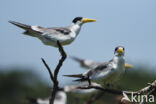 Large-billed Tern (Phaetusa simplex)