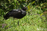 Horned Screamer (Anhima cornuta)