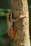Osteocephalus planiceps