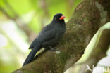 Black-fronted Nunbird (Monasa nigrifrons)
