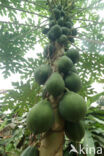 pawpaw (Carica papaya)