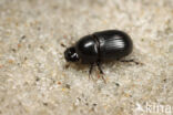 Aphodius ater