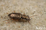 Asaphidion stierlini