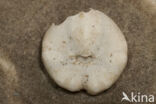 Common heart urchin (Echinocardium cordatum)