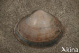 Grote strandschelp (Mactra stultorum cinerea)