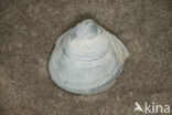 Noorse hartschelp (Laevicardium crassum)