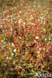Kandelaartje (Saxifraga tridactylites)