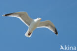 Herring Gull (Larus argentatus)