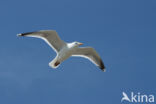 Herring Gull (Larus argentatus)