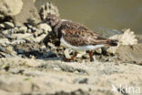 Ruddy Turnstone (Arenaria interpres)