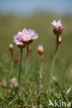 Engels gras (Armeria maritima)